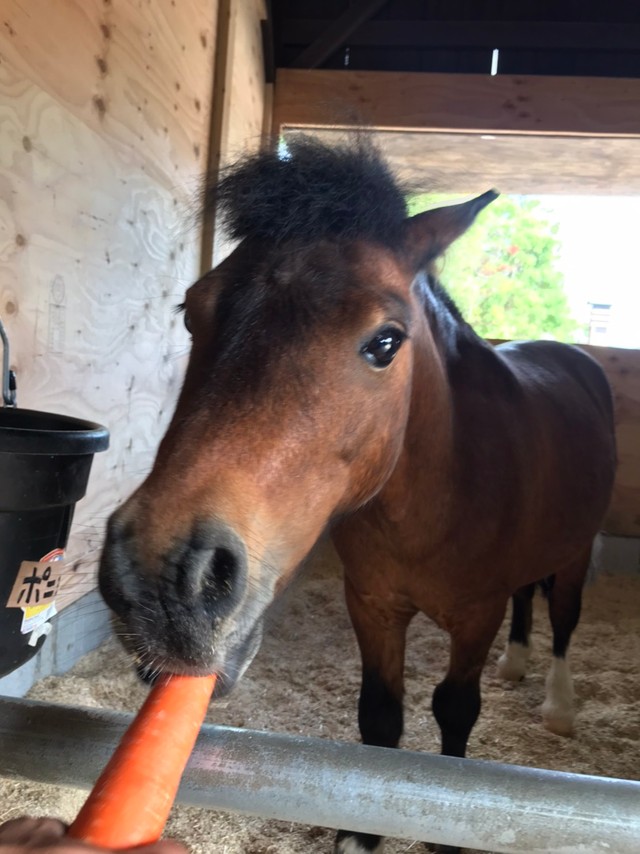戦国武将気分を味わわせてくれるのは 実は競馬の 引退馬 テーマパークが馬たちのセカンドキャリアにひと役 まいどなニュース