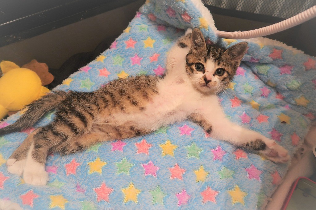 コロナ禍で里親が探せない 保護猫 保護犬のピンチをオンライン譲渡会が救う まいどなニュース