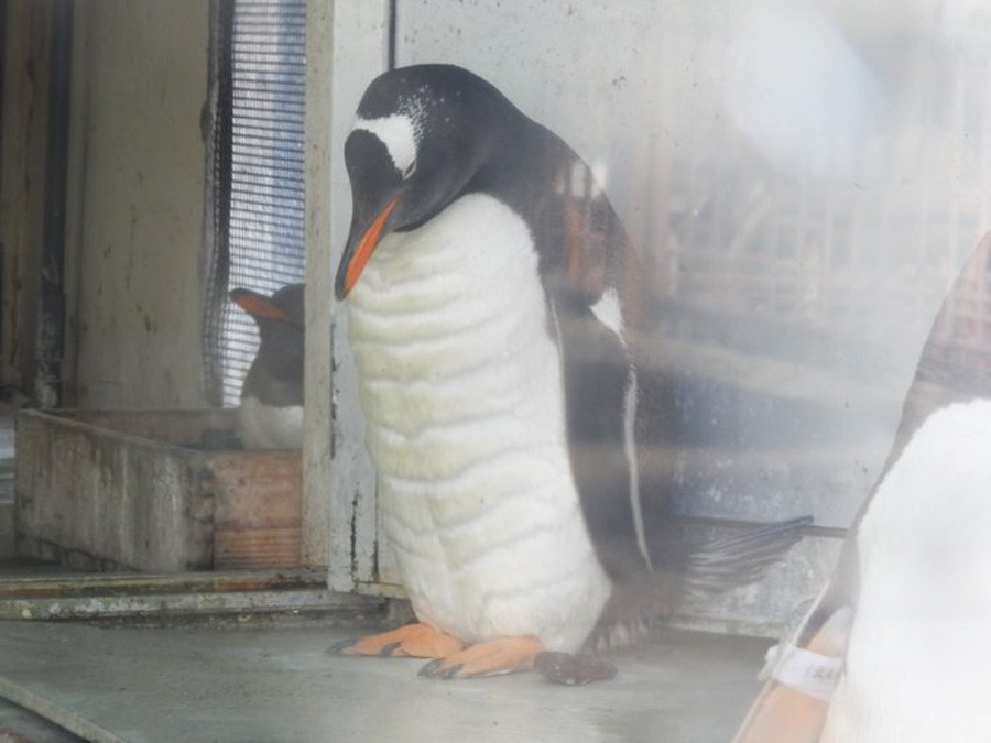 マッチョなペンギンが話題 自粛で筋トレしすぎたの おたる水族館の獣医さんに聞いた まいどなニュース