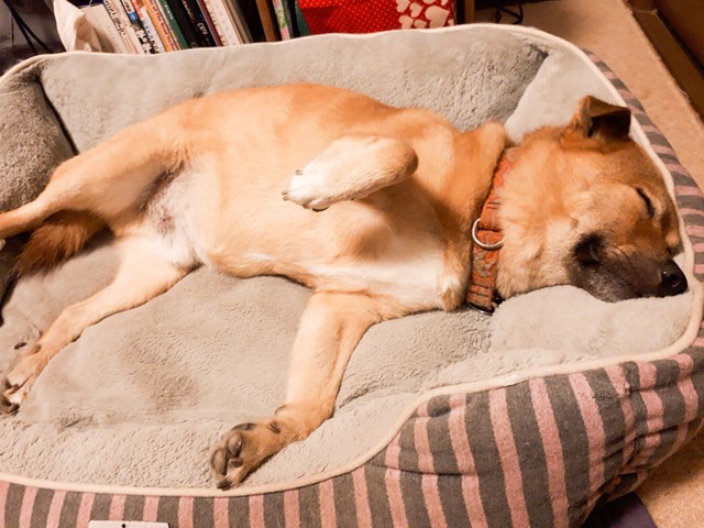 まるで 焼きたて食パン お散歩だと思ったら注射だった犬さん 帰り道のいじけかたが独特と話題 まいどなニュース