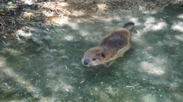 ビーバー赤ちゃんの初泳ぎ動画が話題 28年ぶりのベビー誕生に動物園職員も 可愛い と悶絶 まいどなニュース