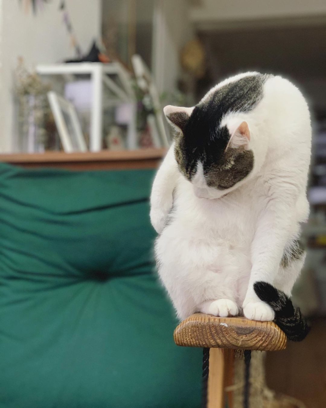 助けを求め鳴いていた子猫を保護、昔飼っていた猫が「天国で毛皮を 