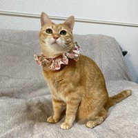 上顎全体に汚れがこびりついた患者さん、丹念な口腔ケアで表情を 