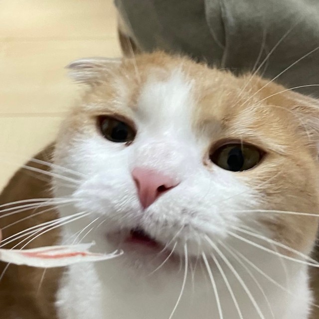 ワクチンの副反応で辛い時には猫 あればあるだけ良い ツイ民共感 必要ですよ 猫の温もりでしのぎました まいどなニュース