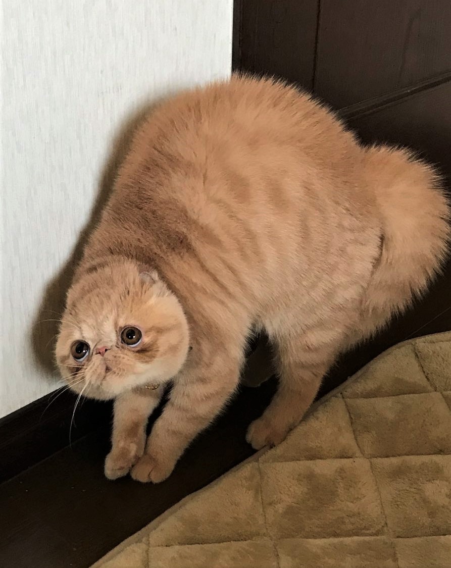 この姿を見たのは一度きり やんのかポーズで威嚇する猫に爆笑 トトロの猫バスが加速するところ よく揚がったエビフライ まいどなニュース