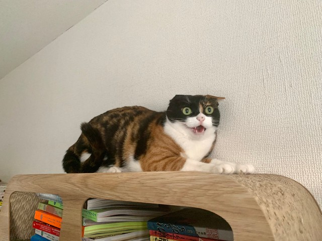 掃除機は絶対許さない会 メンバーの猛抗議が かわええ と話題 三毛猫姉妹が必死の形相 まいどなニュース