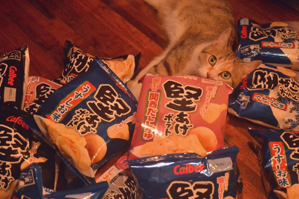 飼い主のために毎朝セミを捕ってくる猫 しかも生きてる 愛情表現 こんなのも取れないんだろ まいどなニュース