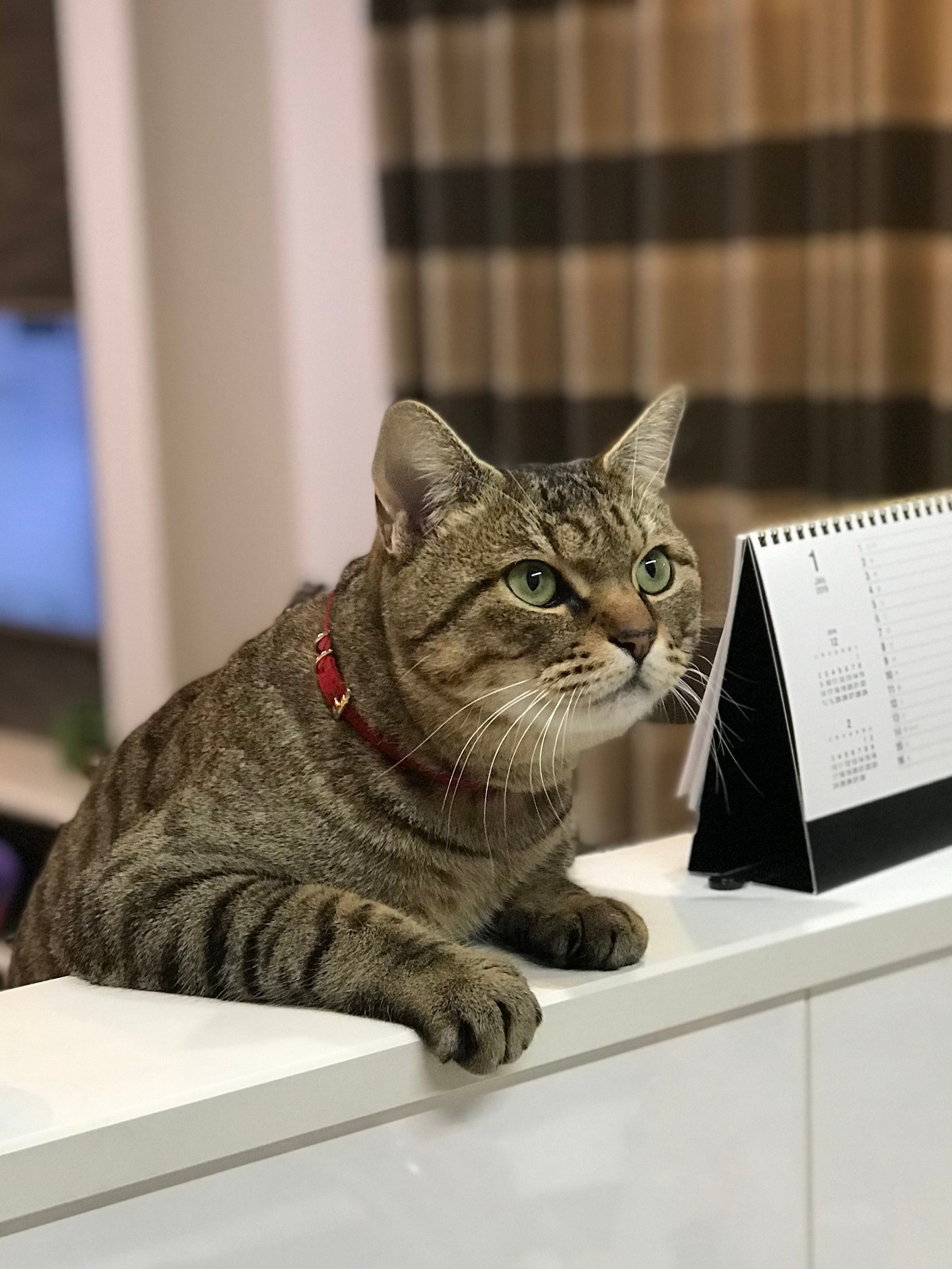 初対面なのに膝の上でお腹だして昼寝 公園に捨てらた地域猫を迎えたら 家族に穏やかな時間をくれた まいどなニュース