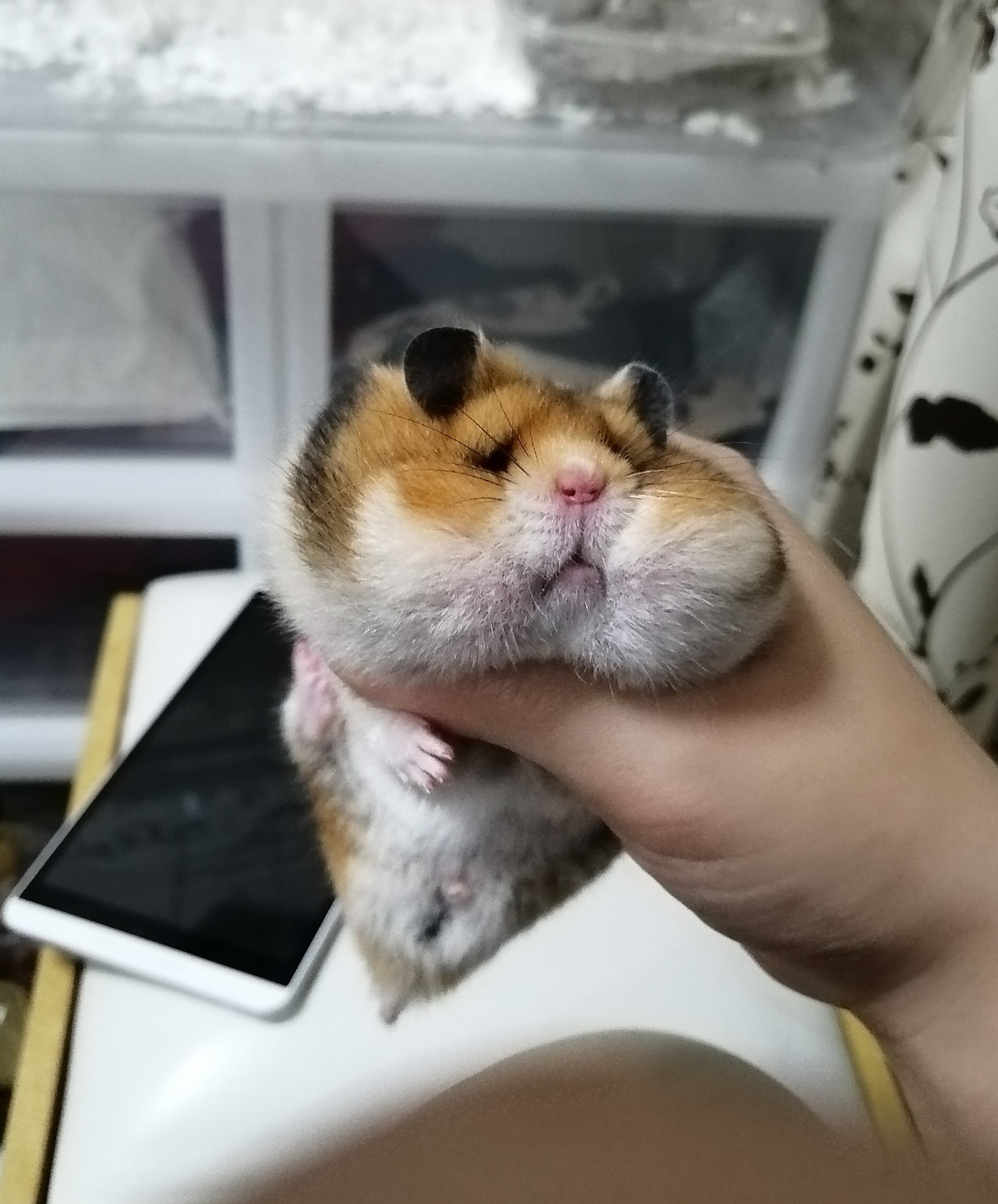 欲張りハムの末路 頬袋パンパンのハムスターに爆笑 チャウチャウ犬 カツアゲみたいなってるw まいどなニュース