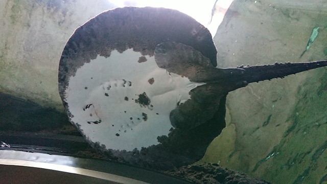 水玉模様 のエイが大行進 偶然の現象にびっくり きれいに並んでますね 電車ごっこかな まいどなニュース