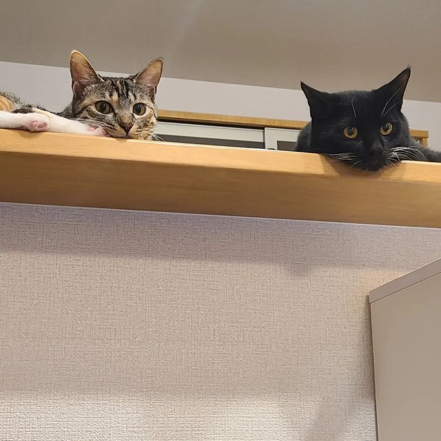 ネコ大好き 様 Demayoreo Com