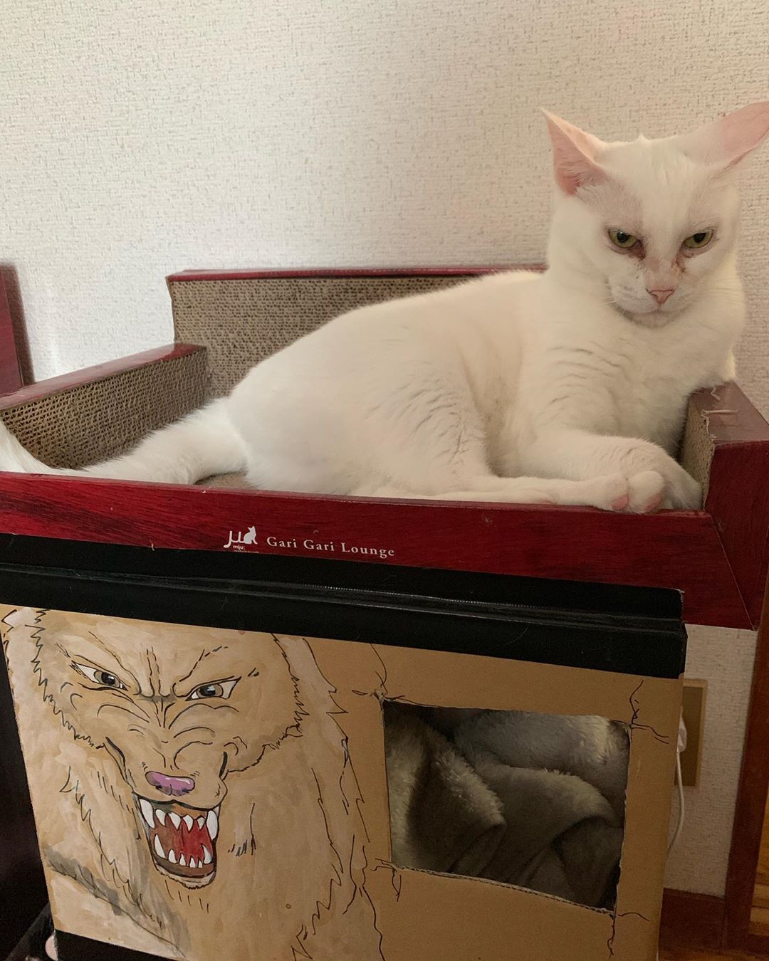 偶然出会い保護したやせこけた白猫 珍しい感染性にかかっていた まいどなニュース