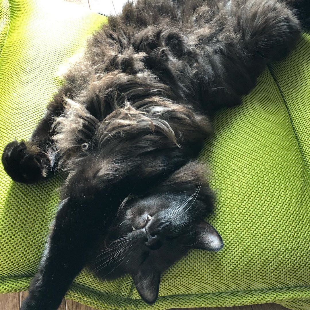 １匹の保護猫と出会い 猫の可愛らしさにハマる 会社からまっすぐ家に帰る毎日に まいどなニュース