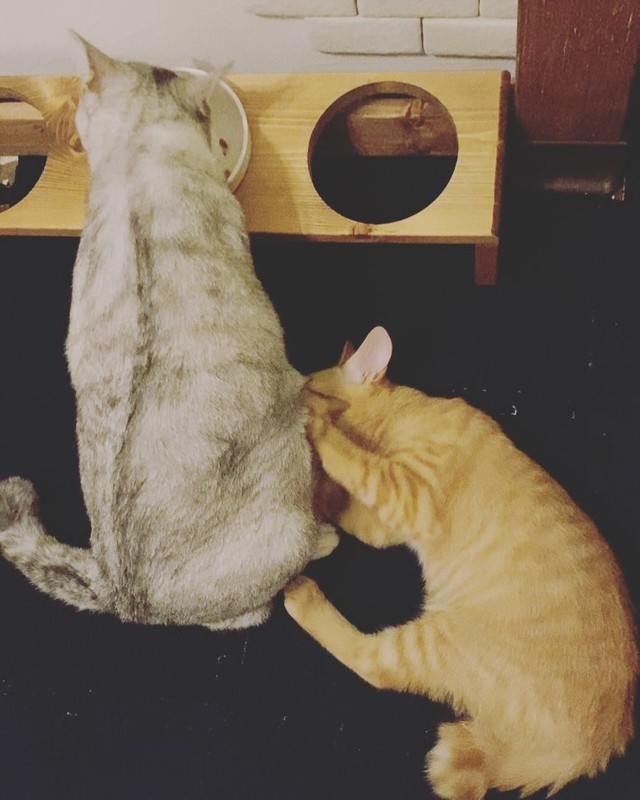 駐車場で暮らしていた妊婦の猫 捕獲後無事出産し 後から来る預かり猫の面倒も見るように まいどなニュース