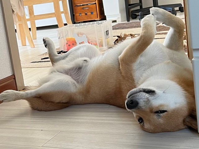 目覚めたら 柴犬が笑ってた 散歩の時間だよ ニコニコ笑顔で飼い主の寝顔を覗き込んでた柴犬にほっこり まいどなニュース