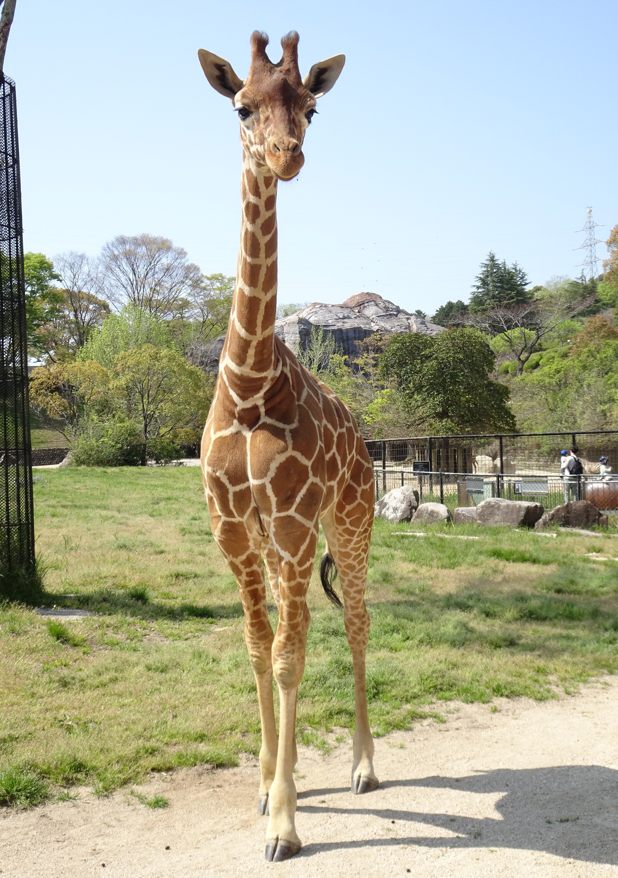 キリンだって 雨に濡れたくない日もあるもん 3頭が軒下でちんまり雨宿り かわいい 雨苦手なんだ と大反響 まいどなニュース