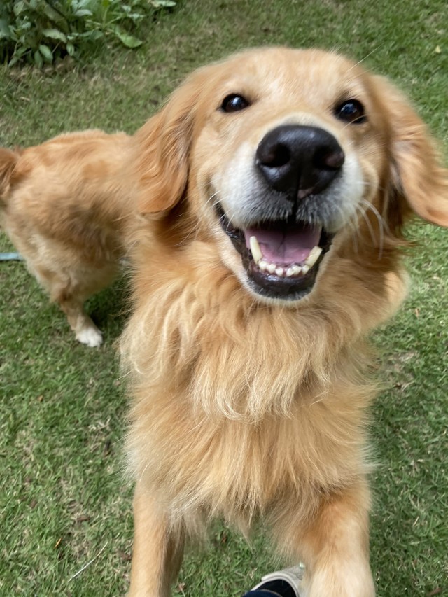 ブリーダーから 卒業 してわずか3カ月 肺がんで死んだ繁殖引退犬 死に直面した里親の思いを聞いた まいどなニュース