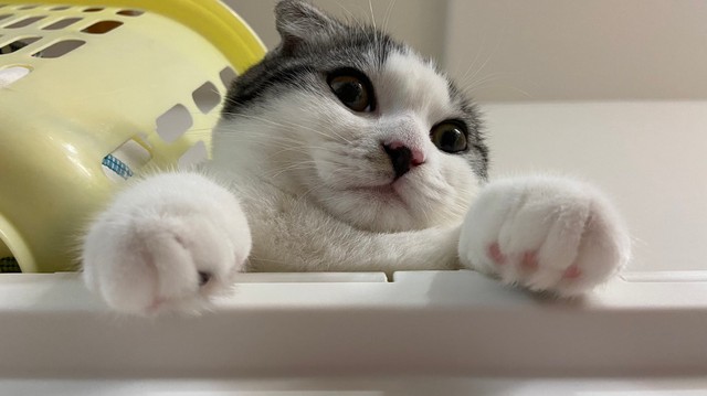 私も学校に連れてって 大好きな小4娘のランドセルに収まる猫が話題 猫は必須科目 今日の4時間目 まいどなニュース