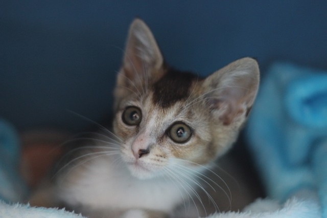 餓死寸前、多頭飼育崩壊の家から救われた子猫u2026人間のことを信じられる 