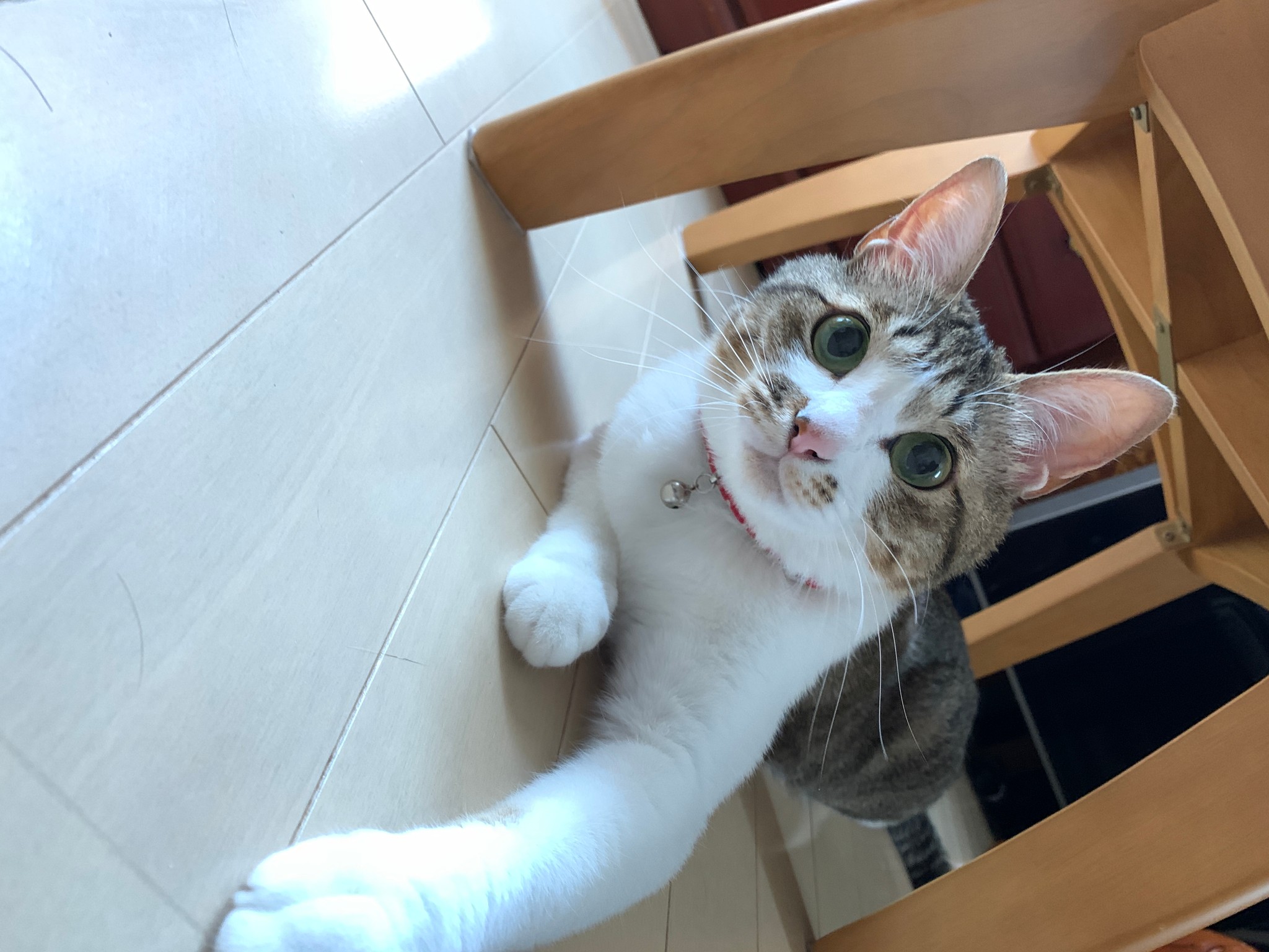 保護した猫は 我が家のセラピスト 医療の仕事で張り詰めた気持ちや子供が巣立つ寂しさを癒してくれる まいどなニュース