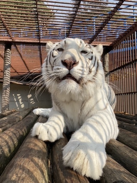 2019年4月に、群馬サファリパークからやってきたサンちゃん　提供：池田動物園 