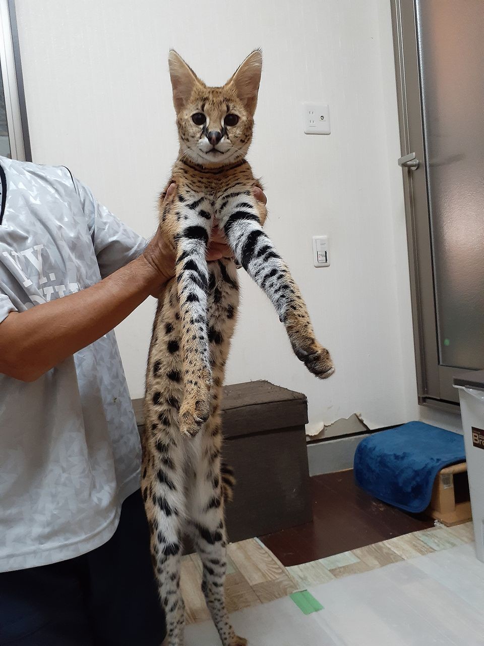 日本で唯一 サーバルキャットと触れ合える異色のカフェ 実は 保護活動 の拠点 オーナーに聞いた 次の一手 まいどなニュース