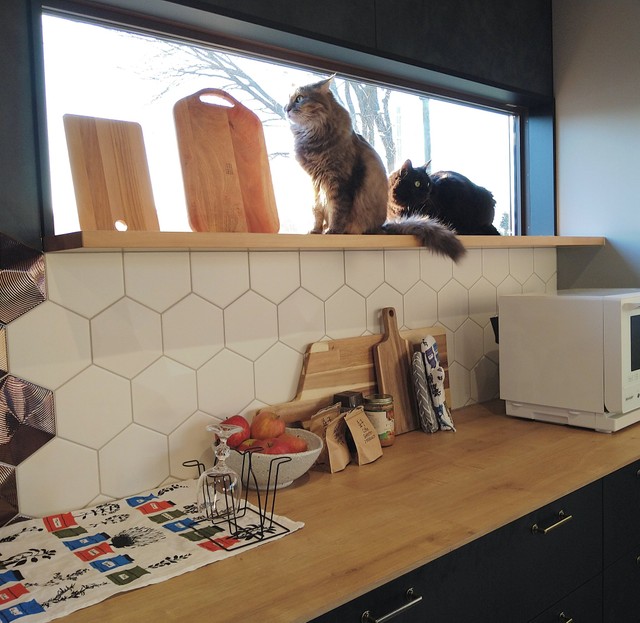 40代独身女性 キャットタワーじゃなくて 家を建ててあげたい 愛猫のためにこだわり尽くした 15坪の平屋 まいどなニュース