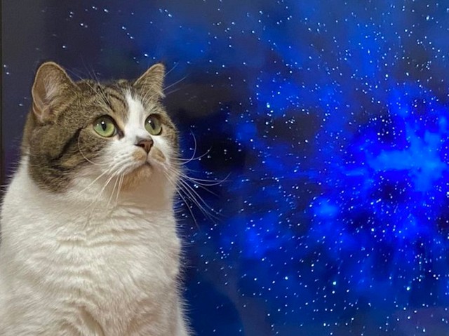 テレビの前で邪魔する猫を 宇宙猫にしました 飼い主のささやかな抵抗だが 猫さんは まいどなニュース