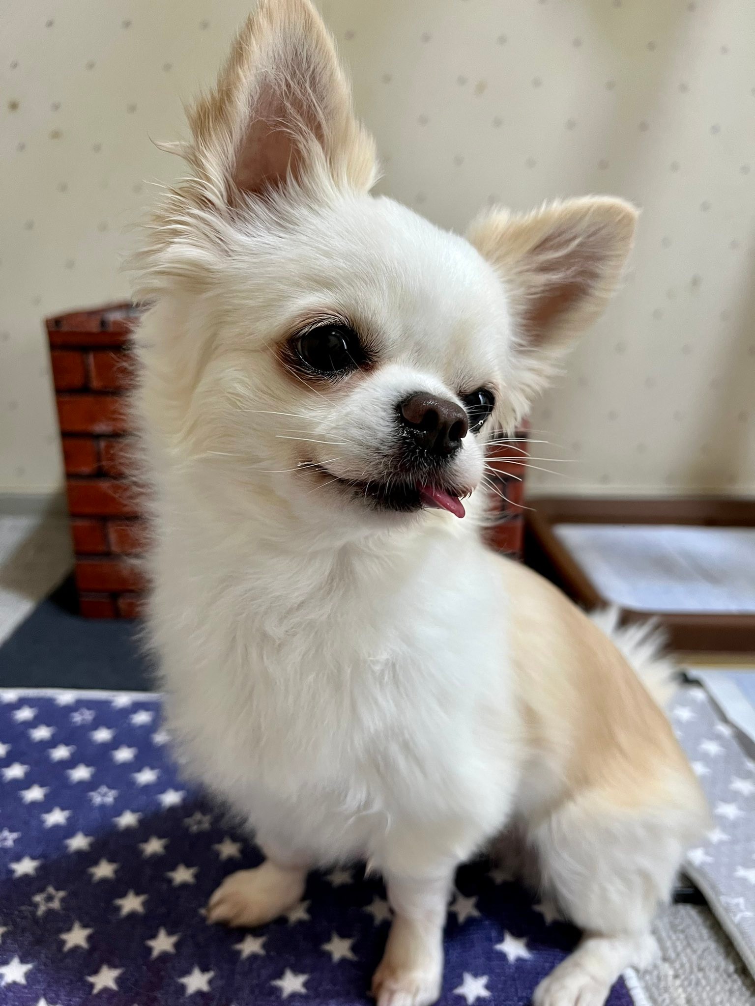 どっちが先に寝るのかな 寝落ちしそうな姉犬が 妹犬を寝かしつける姿にキュン 優しいな 私もトントンして欲しい まいどなニュース どっちが先に寝るのかな 寝落ちしそうな姉犬が 妹犬を寝かしつける姿にキュン 優しいな 私もトントンして欲しい まいどなニュース