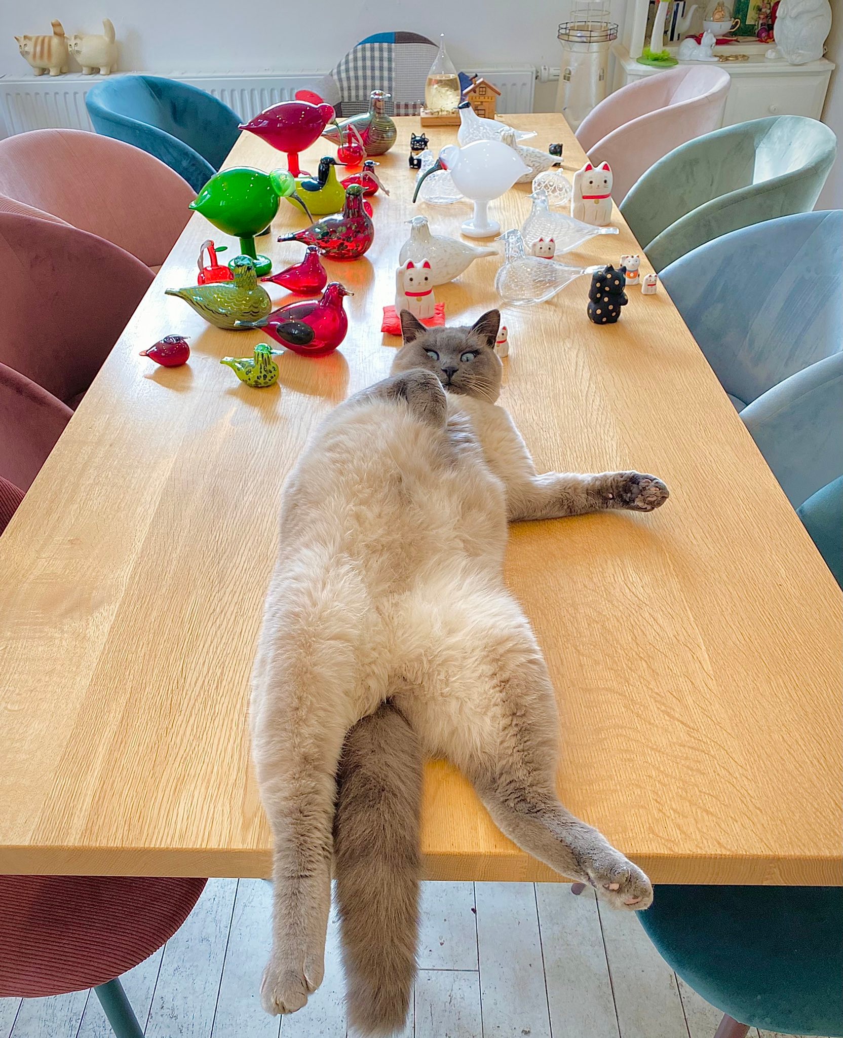 丸見えだけど 隠れてるつもり お庭で猫がかくれんぼ 見えないふりしてあげなきゃw まいどなニュース 丸見えだけど 隠れてるつもり お庭で猫がかくれんぼ 見えないふりしてあげなきゃw まいどなニュース