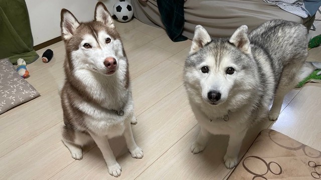 はすきぃ と ハスキー 同じ犬種でも全然違う 可愛い系と美人系 タヌキ系とキツネ系 まいどなニュース はすきぃ と ハスキー 同じ犬種でも全然違う 可愛い系と美人系 タヌキ系とキツネ系 まいどなニュース