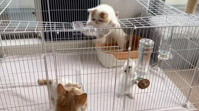 脱走