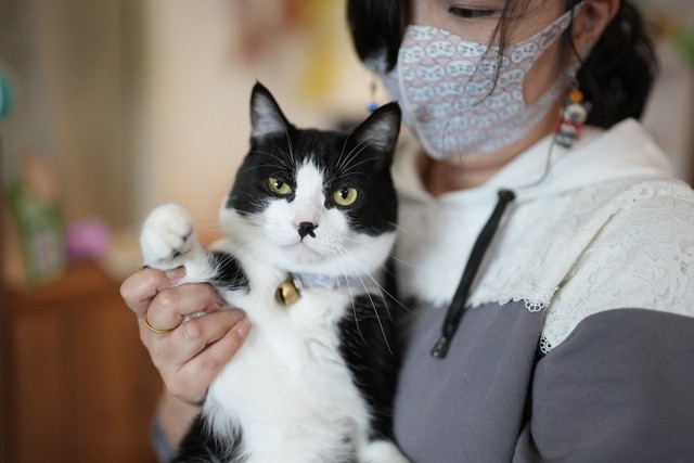 事故で大ケガした猫、ペットショップで売れ残った猫 雑貨店の看板猫 