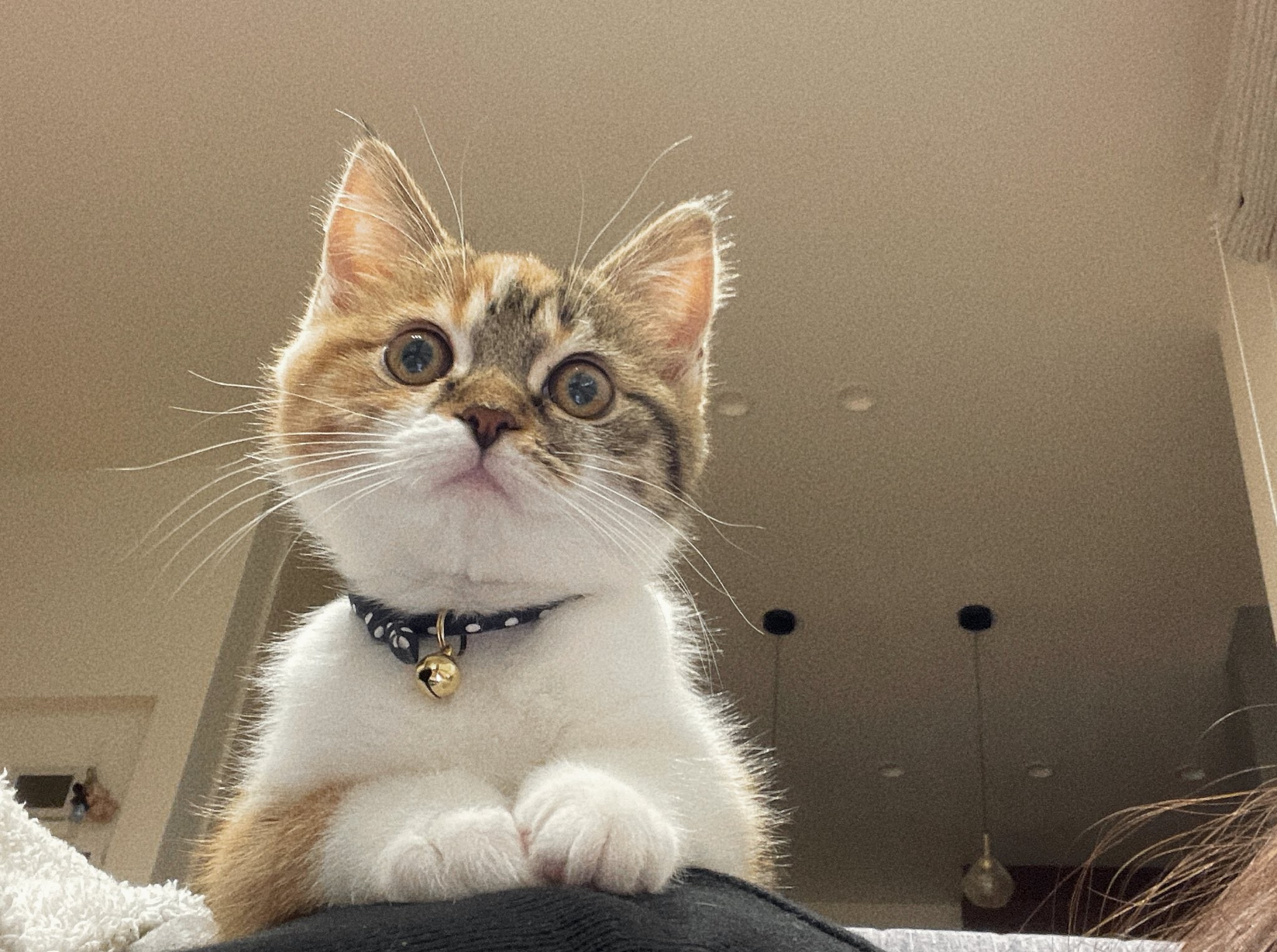 アルパカが あらわれた イカ耳で戦闘態勢の子猫に悶絶 思わず 両方ぬいぐるみですよね まいどなニュース