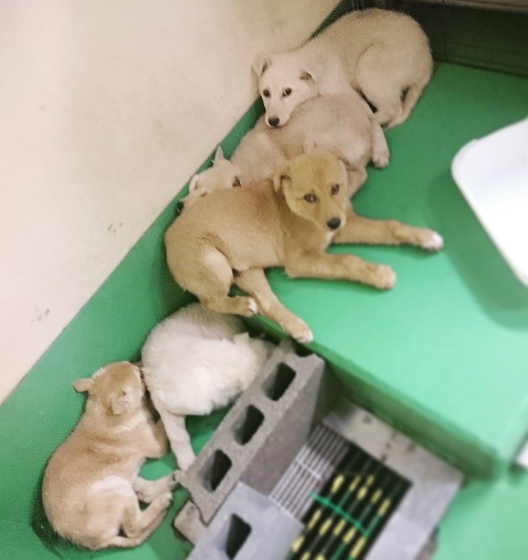 殺処分寸前だった野犬の子犬 温かい里親に出会い すっかり ウチの子 に まいどなニュース 殺処分寸前だった野犬の子犬 温かい里親に出会い すっかり ウチの子 に まいどなニュース