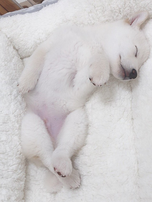 もらえるもんもらったら光の速さで去る柴犬 に爆笑 想定外の速さで消えた なでようとしたのに なぜ まいどなニュース もらえるもんもらったら光の速さで去る柴犬 に爆笑 想定外の速さで消えた なでようとしたのに なぜ まいどなニュース