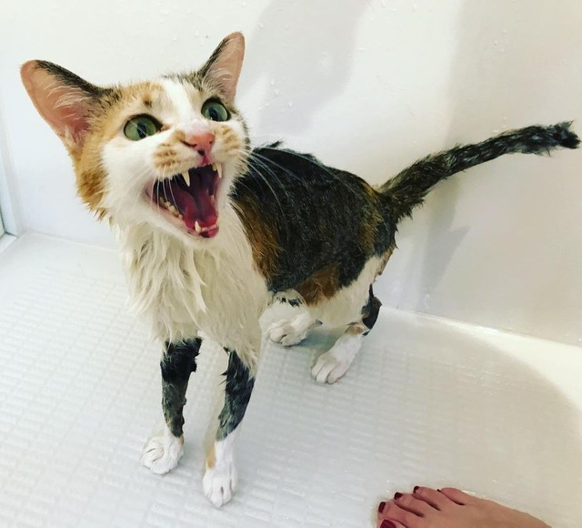 風邪をひいていた公園の捨て猫 気性は荒いけど甘えん坊 噛み癖に悩んだ時期もありました まいどなニュース