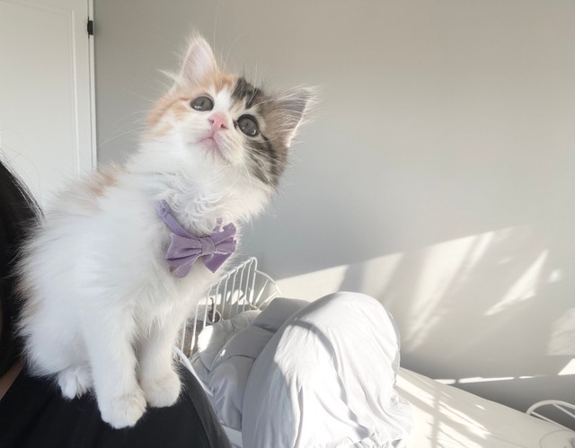 毛繕いありがと 保護した子猫が3日目に 飼い主さんへの愛あふれる行動に涙 大好きなのが伝わります まいどなニュース