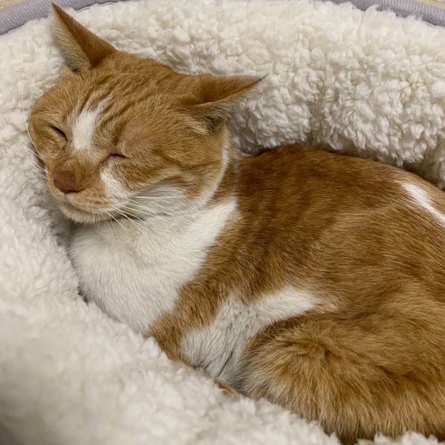 東京23区を横断した迷い猫 フラフラになっていたところを保護され 半年ぶりに飼い主の元へ まいどなニュース