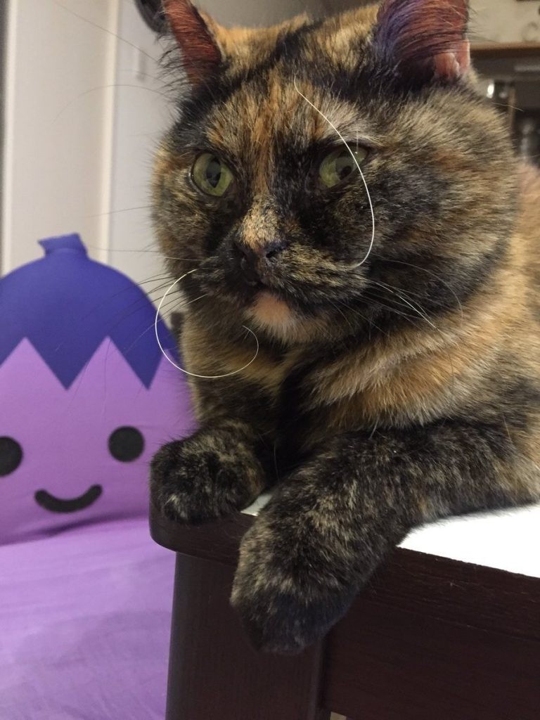 限界までカールする猫さんのヒゲが話題に 抜けたヒゲは家宝に ダリの生まれ変わり どうあがいても可愛い まいどなニュース 限界までカールする猫さんのヒゲが話題に 抜けたヒゲは家宝に ダリの生まれ変わり どうあがいても可愛い まいどなニュース