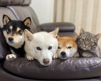 寝ていただけなのに ハスキー犬を襲った理不尽な猫パンチ その後のワンちゃんの 大人な対応 も話題に まいどなニュース