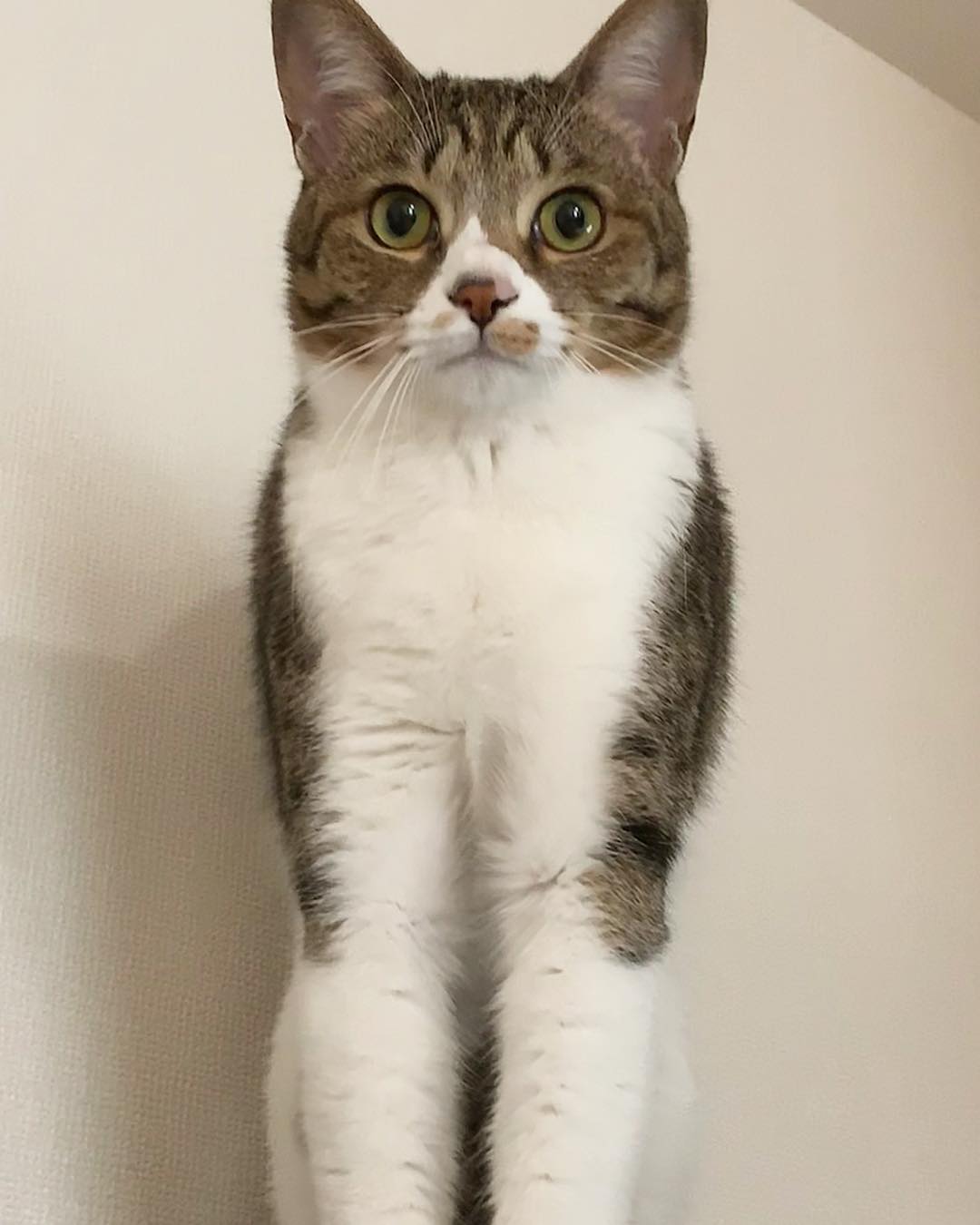 最後まで譲渡先が決まらなかった子猫 コハダちゃんは美猫に成長 まいどなニュース
