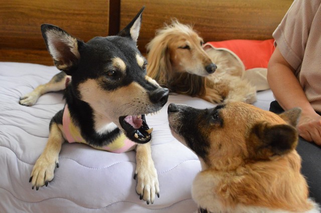 高速道路で脱走 野うさぎを捕まえていた保護犬 あふれる生命力で家族の 生きる力 に まいどなニュース