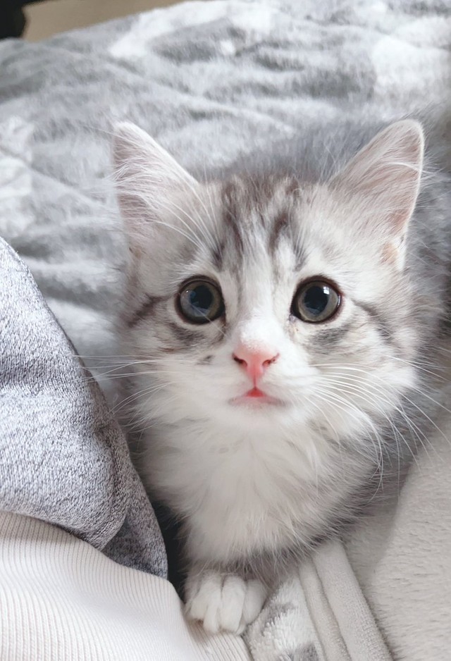 添い寝させてくださいっ 希望者が殺到 お布団で寝る子猫がかわいいと話題 私もゴロゴロしたい まいどなニュース