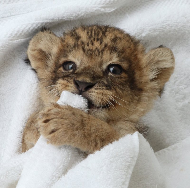 あざと可愛い ライオンの赤ちゃんの虜になる人続出 うるんだ瞳でタオルをチュパチュパ 自分が可愛いことを分かってるわ まいどなニュース