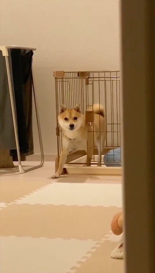 反省中の柴犬 こっそりケージから脱出 飼い主に見つかり しまった 反省したフリしとこ まいどなニュース