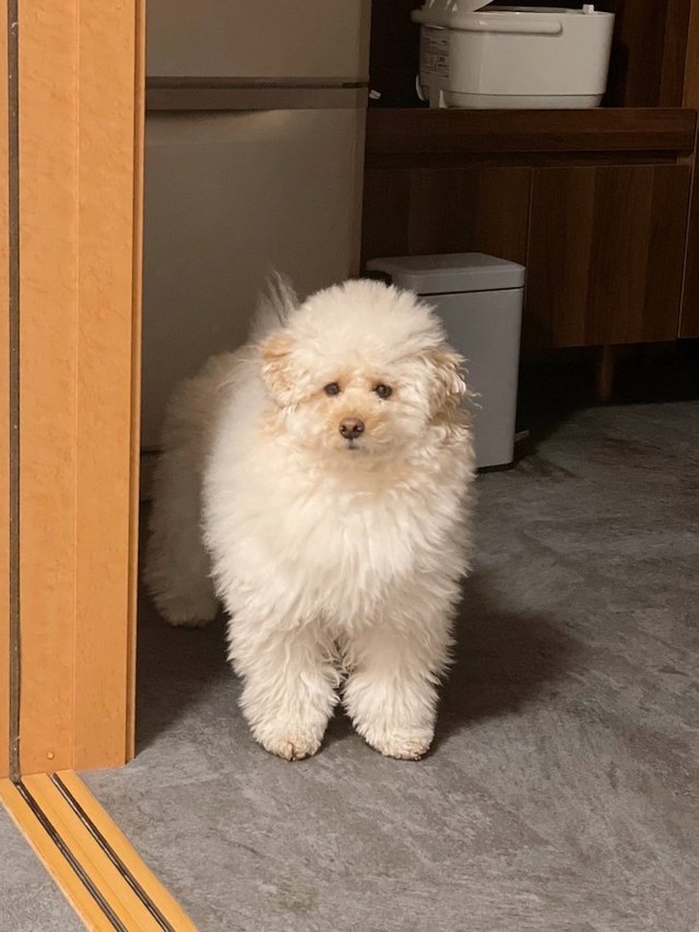 犬 まだ起きてるの 夜中に飛び起きた犬さんの寝ぼけ顔が話題 夜ふかしを叱る母親のよう まいどなニュース