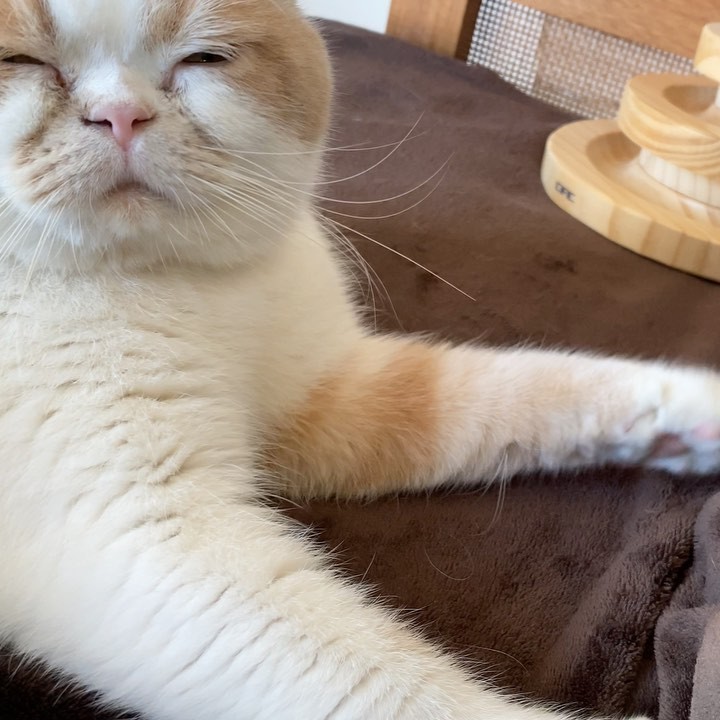 ブリーダー崩壊 糞尿の悪臭漂う現場からレスキューされた猫 おっとりした姿に優しい気持ちになれる まいどなニュース