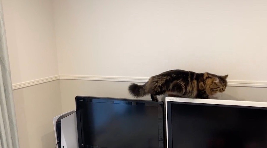 そこは散歩道じゃないよ 薄型テレビの上を歩く猫に感嘆の声が殺到 迫力抜群の映像に バランス感覚すごい まいどなニュース