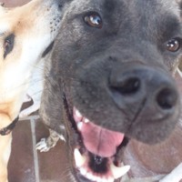 崖の上から救助された 崖っぷち犬 ポニョ君 12回の引っ越しを経て優しい家族と出会う まいどなニュース